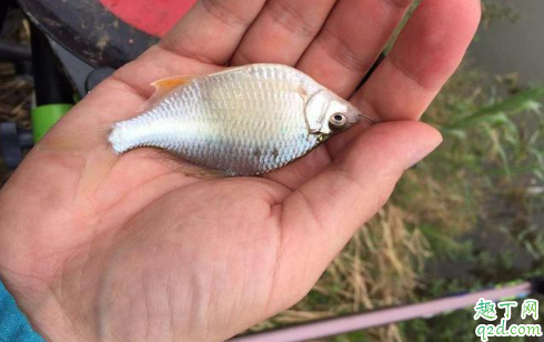 降温当天钓鱼钓多深适合 降温为什么好钓鱼