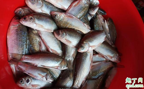 降温当天钓鱼钓多深适合 降温为什么好钓鱼