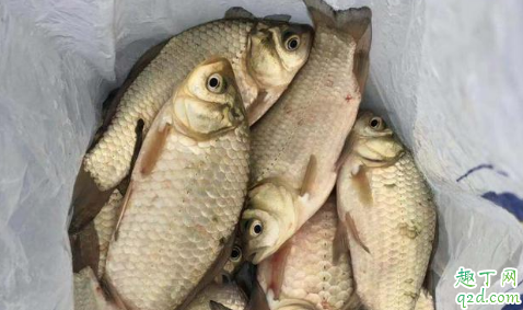 鲫鱼吃口太轻怎么钓 钓鱼的时候没口怎么办