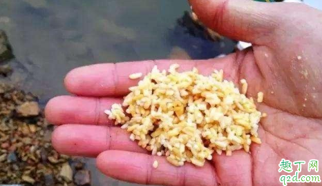 鲫鱼吃口太轻怎么钓 钓鱼的时候没口怎么办