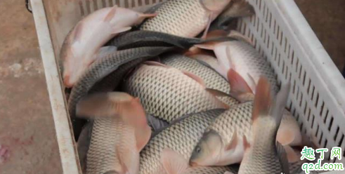 黑坑钓鱼怎么让鱼跑自己窝子 黑坑诱鱼的注意事项