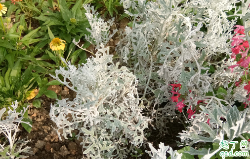 银叶菊花能水养吗 养银叶菊哪些事项是要注意的
