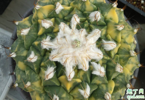 帝冠好养吗 帝冠怎么养才能长得好看