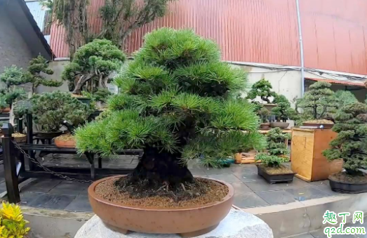 松树盆景土壤有什么要求 盆景松树要天天浇水吗
