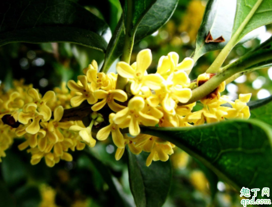 桂花可以施羊粪吗 桂花什么季节施肥