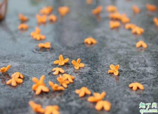 桂花可以施羊粪吗 桂花什么季节施肥