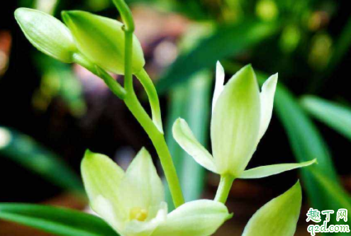 花生壳养花是否要发酵 花生壳养花兰花还要加土吗