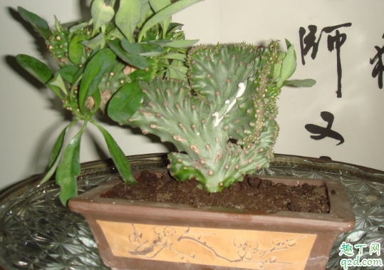 麒麟掌烂根是咋回事 麒麟掌烂根还有没有救