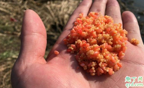 钓大鱼用手抛窝料还是打窝器打窝 没有打窝器怎么打窝