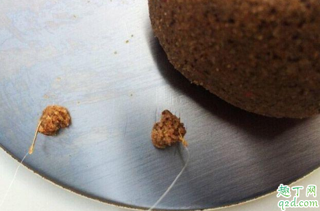 深秋冬季钓鲫鱼用拉饵好吗 钓鲫鱼气温低怎么开饵