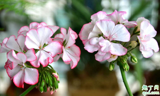 变硬的土还能再种花吗 花盆里的泥土太硬怎么处理