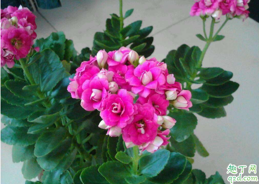 变硬的土还能再种花吗 花盆里的泥土太硬怎么处理