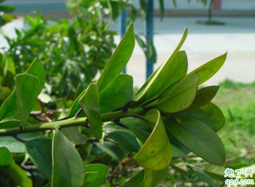 冬青树一年修剪几次 冬青树嫁接什么时候最好