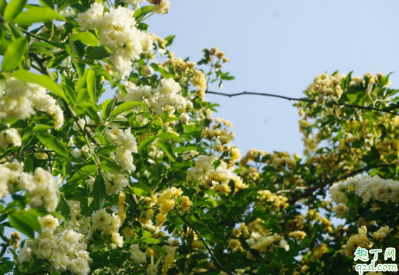 木香花叶尖干枯怎么回事 木香花叶子尖焦枯怎么办