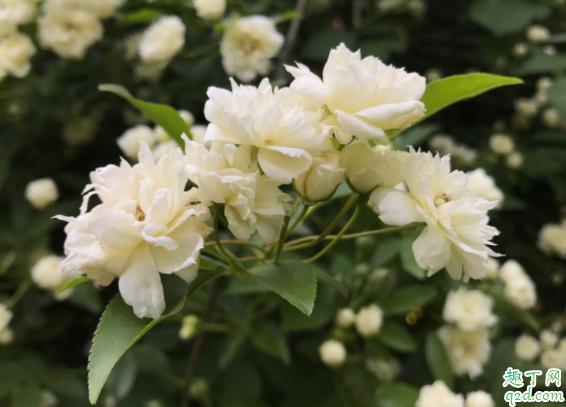 木香花叶尖干枯怎么回事 木香花叶子尖焦枯怎么办