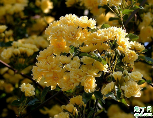 什么时候种木香花能成活 木香花的花期有多久