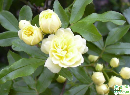 什么时候种木香花能成活 木香花的花期有多久