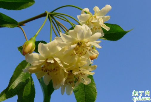 什么时候种木香花能成活 木香花的花期有多久
