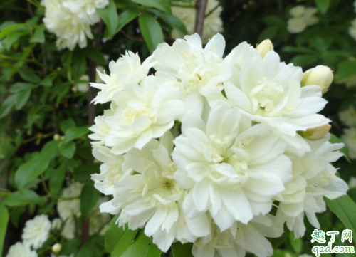 什么时候种木香花能成活 木香花的花期有多久
