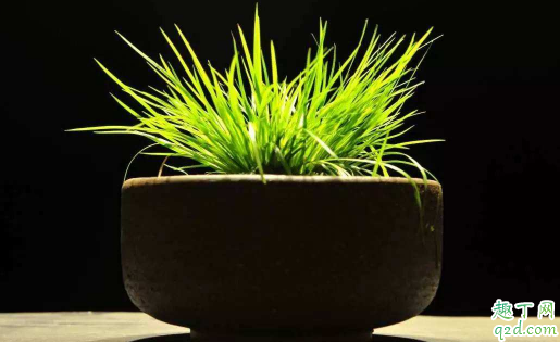 菖蒲好养活不 菖蒲冬季该如何养护