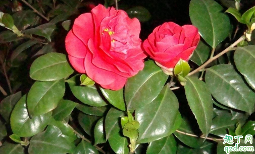 七彩茶花耐寒吗 七彩茶花冬季怎么养护