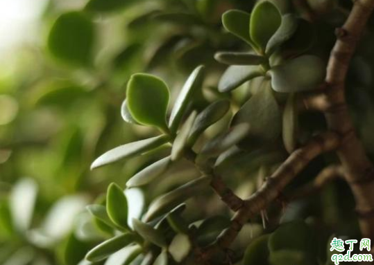 玉树叶子黑了是咋回事 玉树叶子太茂密需要修剪吗