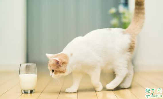 小孩可以把牛奶当喝水吗 孕妇多喝牛奶宝宝会变白吗