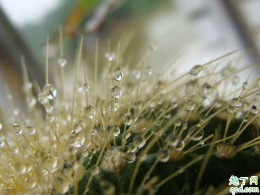 仙人球为什么会有黑斑 仙人球有花苞两个多月了不开花为什么