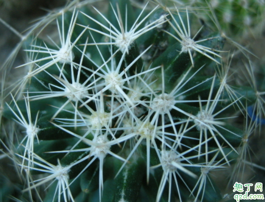 仙人球为什么会有黑斑 仙人球有花苞两个多月了不开花为什么