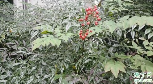 冬季移栽南天竹成活率高不 南天竹啥时候移栽比较好