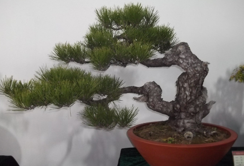 黑松可以养在家里面吗 养黑松哪些是要注意的