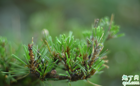 黑松可以养在家里面吗 养黑松哪些是要注意的
