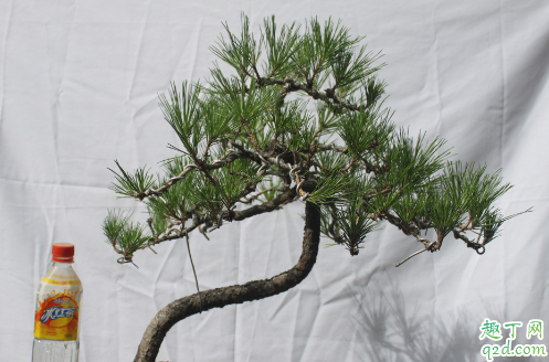 黑松可以养在家里面吗 养黑松哪些是要注意的