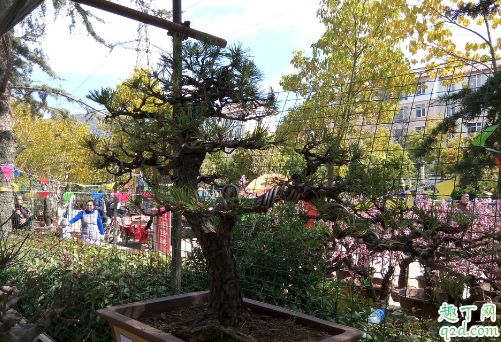 黑松叶子变黄是咋回事 黑松叶子变黄还有救吗