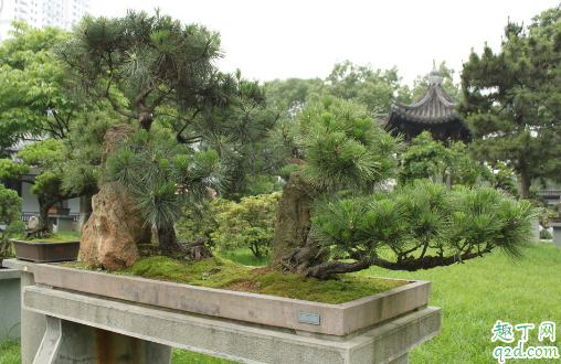 黑松叶子变黄是咋回事 黑松叶子变黄还有救吗