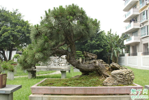 黑松叶子变黄是咋回事 黑松叶子变黄还有救吗