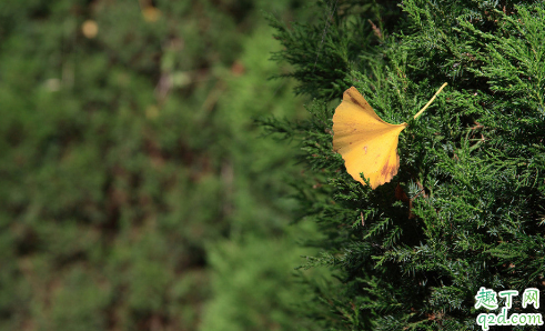 刺柏盆景怎么养 养刺柏要注意什么