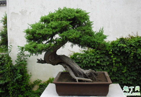 刺柏盆景怎么养 养刺柏要注意什么