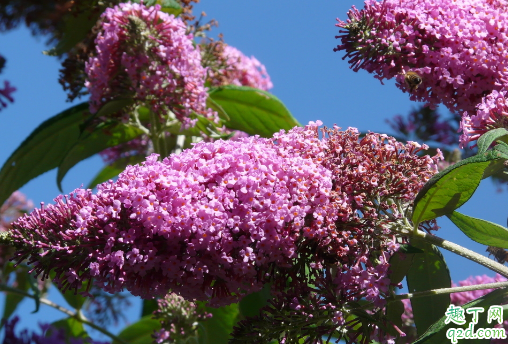 丁香花为啥老不开花 丁香花不开花怎么办
