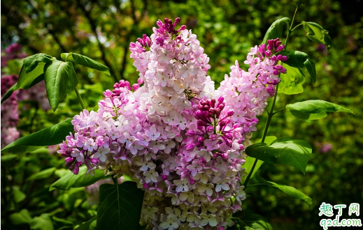 丁香花啥时候扦插好 丁香花怎么扦插成活率高