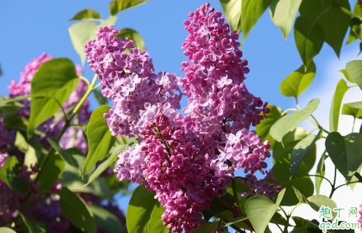 丁香花啥时候扦插好 丁香花怎么扦插成活率高