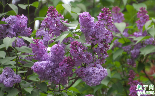 丁香花容易养活吗 丁香花花期如何进行养护