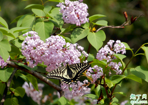 丁香花叶子老蔫是咋回事 丁香花叶子发蔫还有救吗