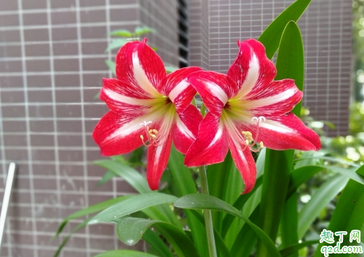 朱顶红越养越少是怎么回事 朱顶红越养越少怎么补救