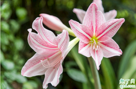 朱顶红越养越少是怎么回事 朱顶红越养越少怎么补救