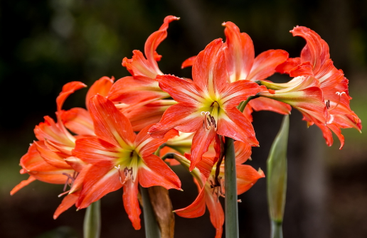 朱顶红越养越少是怎么回事 朱顶红越养越少怎么补救