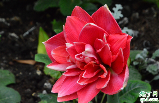 朱顶红啥季节开花 朱顶红开花后怎么护理