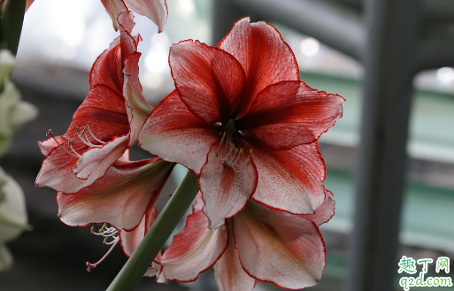 朱顶红啥季节开花 朱顶红开花后怎么护理