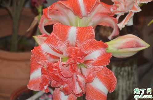 朱顶红为啥叶片老是泛黄 朱顶红叶子黄了怎么补救