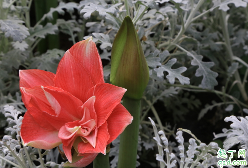 朱顶红为啥叶片老是泛黄 朱顶红叶子黄了怎么补救